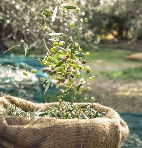 10 soverom Finca/Herregård til salgs i Rincón de Seca, Murcia by med svømmebasseng garasje - € 3 700 000 (Ref: 9499491)