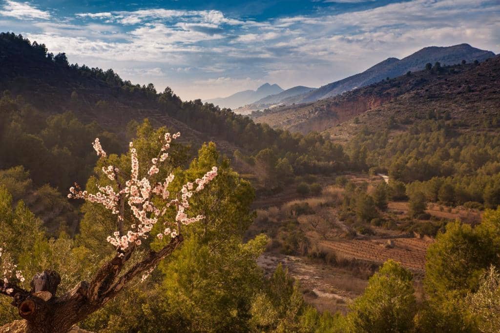 16 soveværelse Erhverv til salg i Lliber - € 4.000.000 (Ref: 9521063)