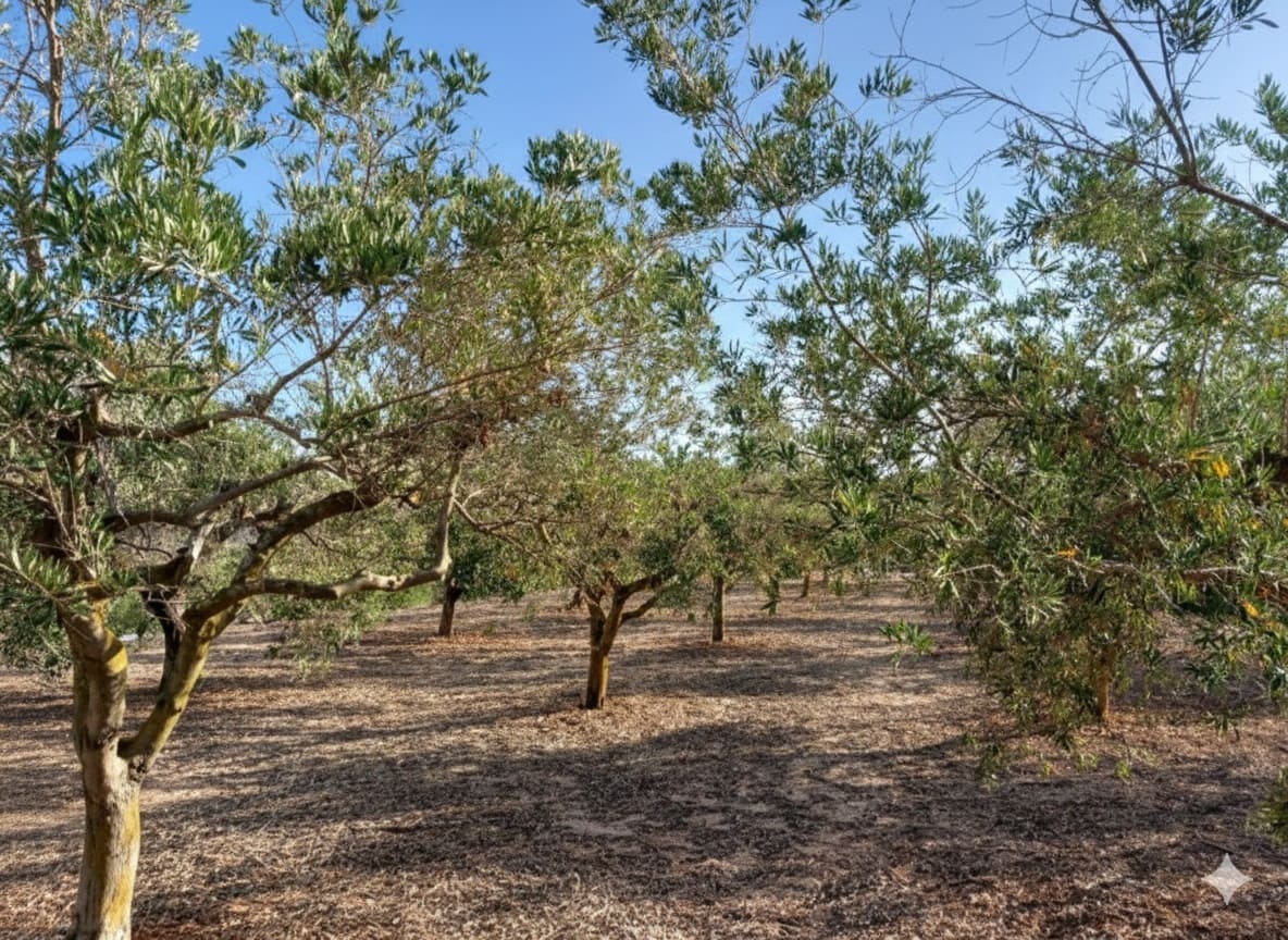 3 Zimmer Villa zu verkaufen in Teulada - 530.000 € (Ref: 9564083)