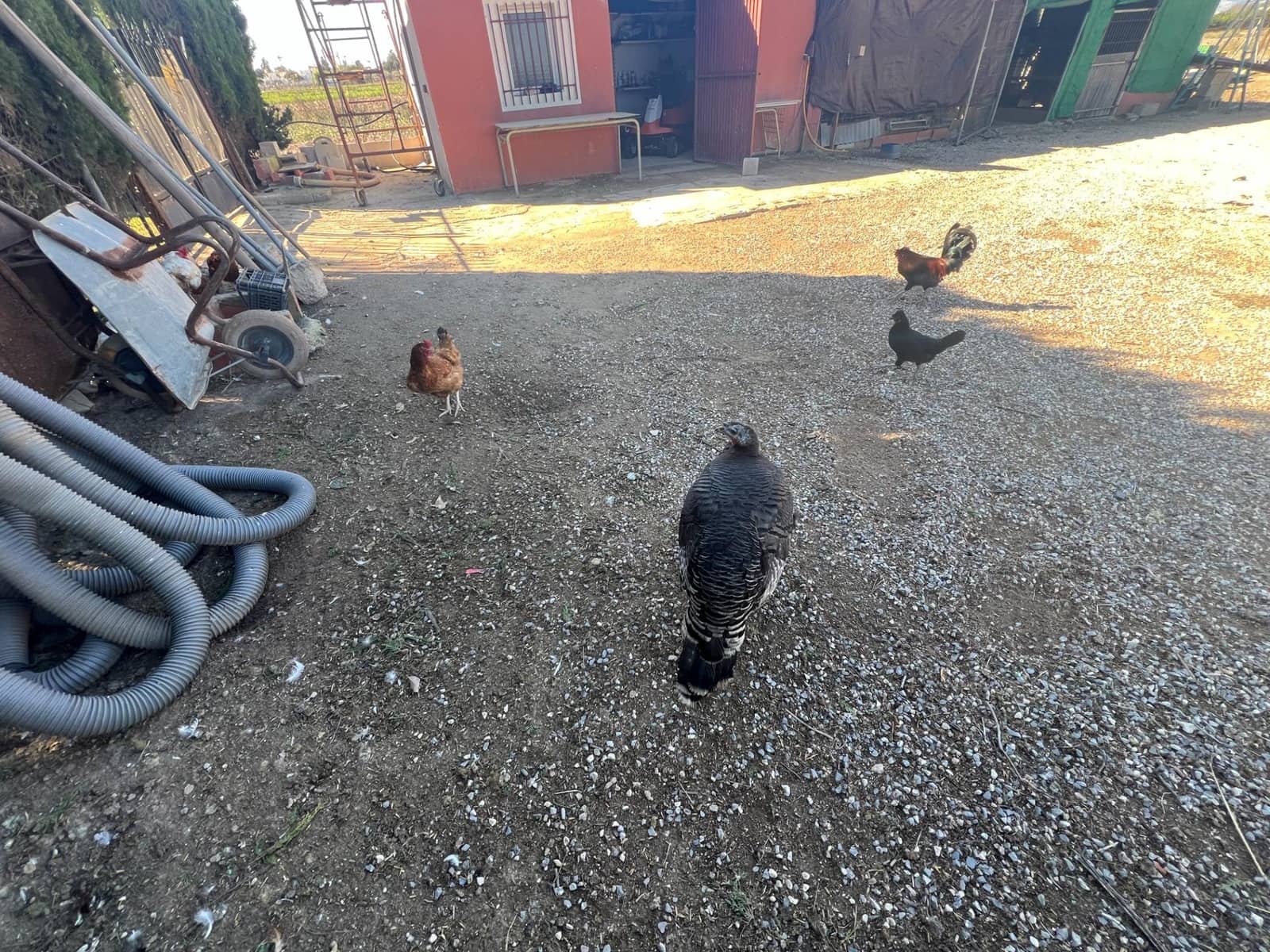 4 bedroom Finca/Country House for sale in Dolores with pool - € 525,000 (Ref: 9782351)