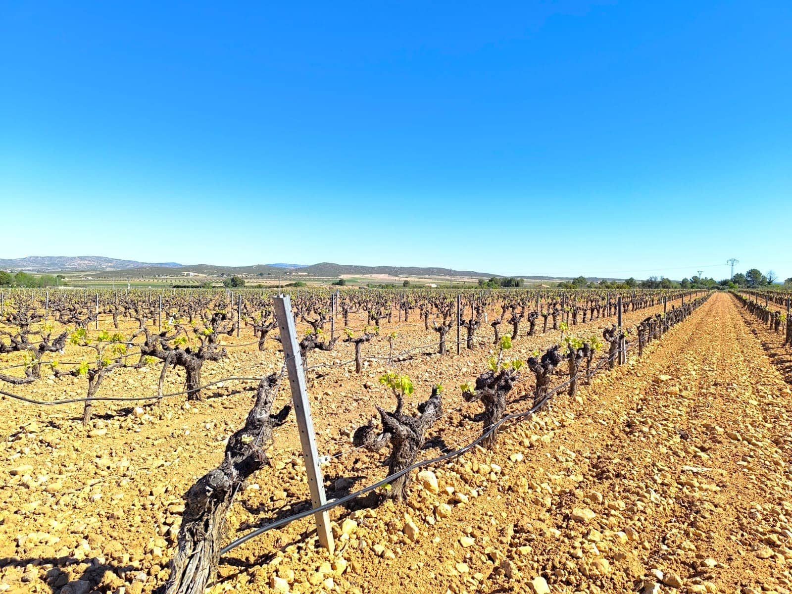 10 chambre Finca/Maison de Campagne à vendre à Yecla - 1 280 000 € (Ref: 9800348)