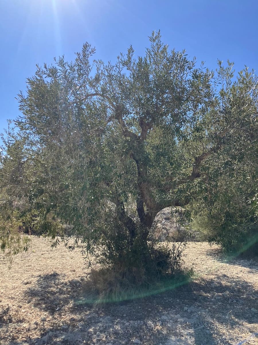 Finca/Country House for sale in Benissa - € 199,000 (Ref: 8314885)