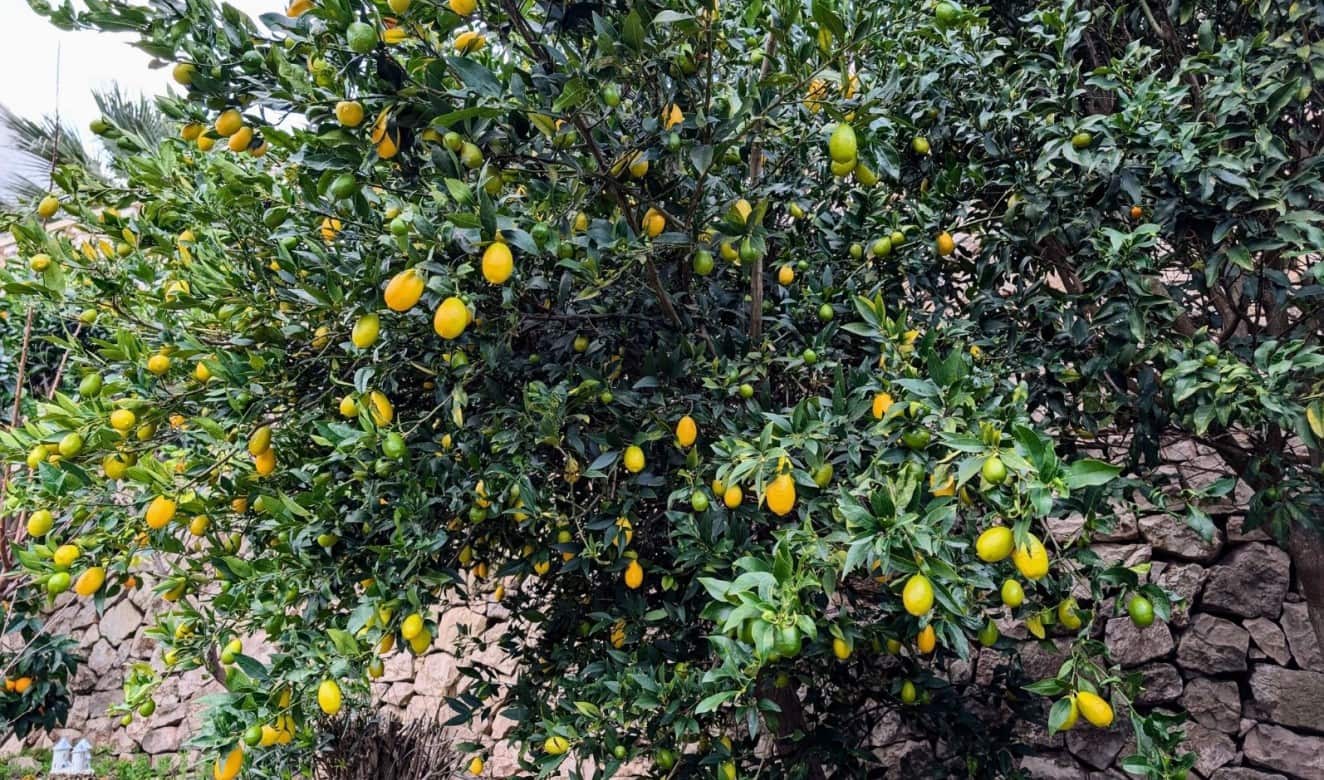 4 camera da letto Villa in vendita in Benissa con piscina - 599.500 € (Rif: 9551198)