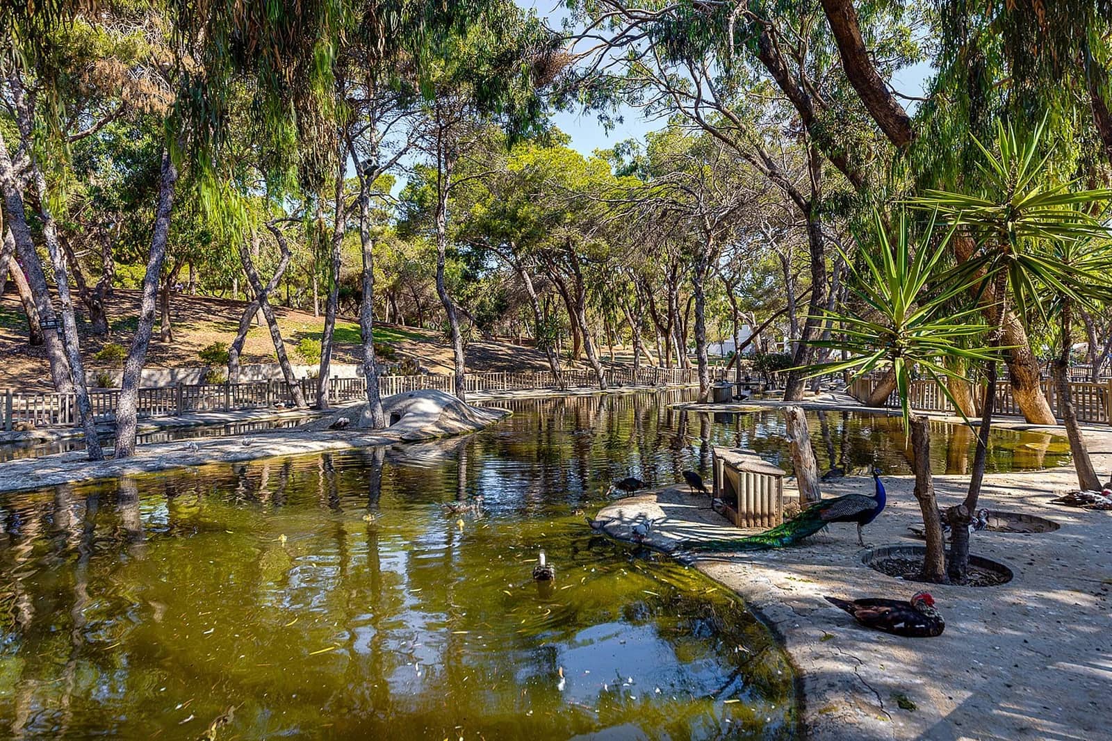 3 slaapkamer Appartement te koop in El Raso met zwembad garage - € 238.000 (Ref: 9752365)