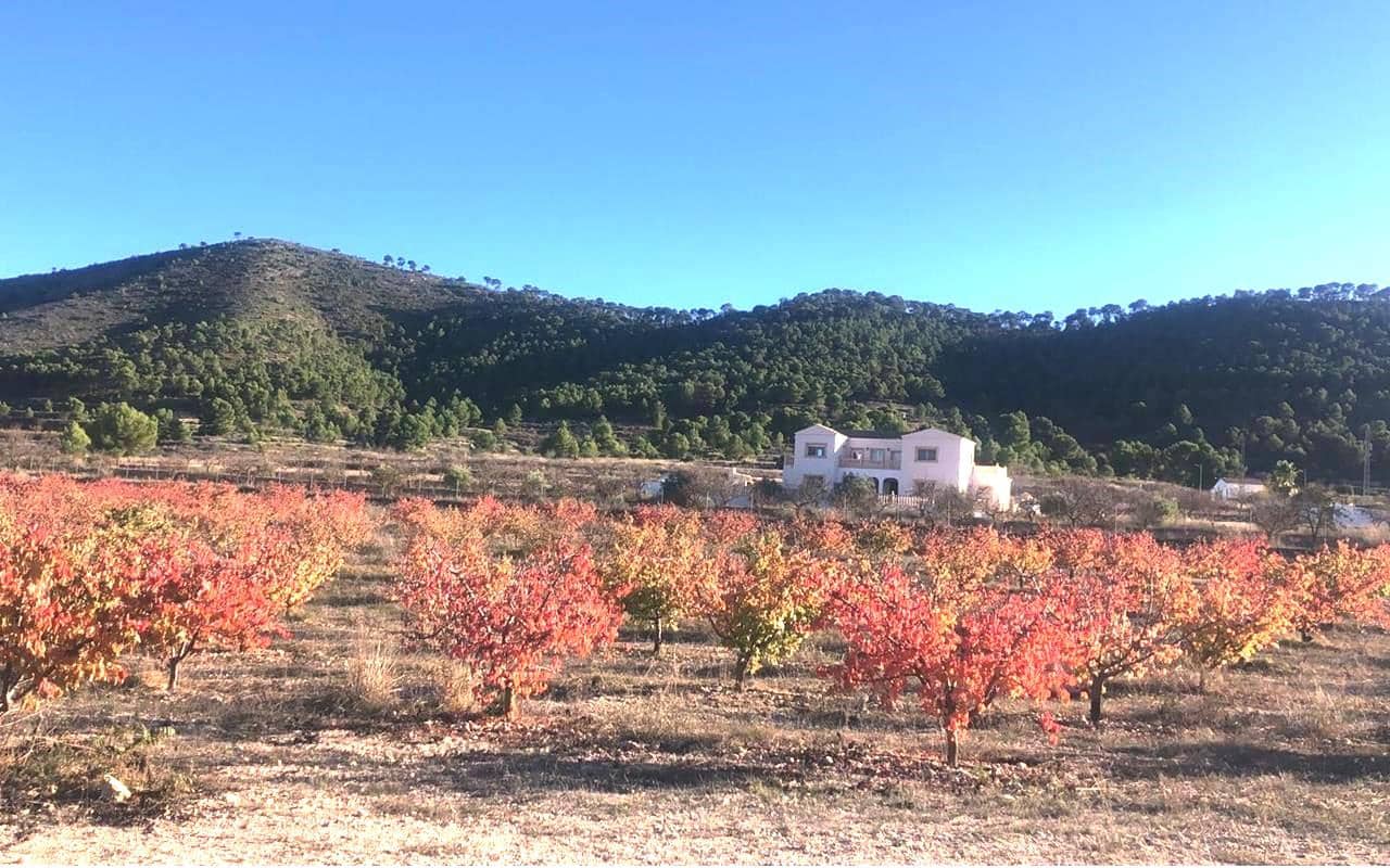 6 soveværelse Finca/Landehus til salg i Pinoso med swimmingpool garage - € 649.995 (Ref: 9384933)