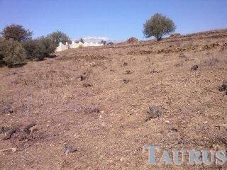 Ubebygd land til salgs i Sayalonga - € 40 000 (Ref: 3162993)