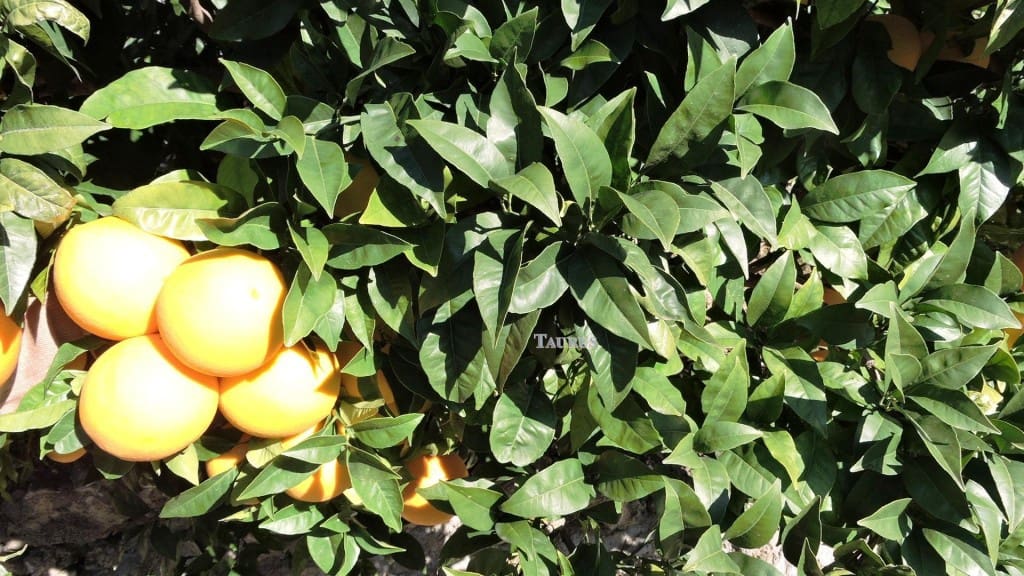 3 bedroom Villa for sale in Competa with pool garage - € 262,000 (Ref: 3163041)