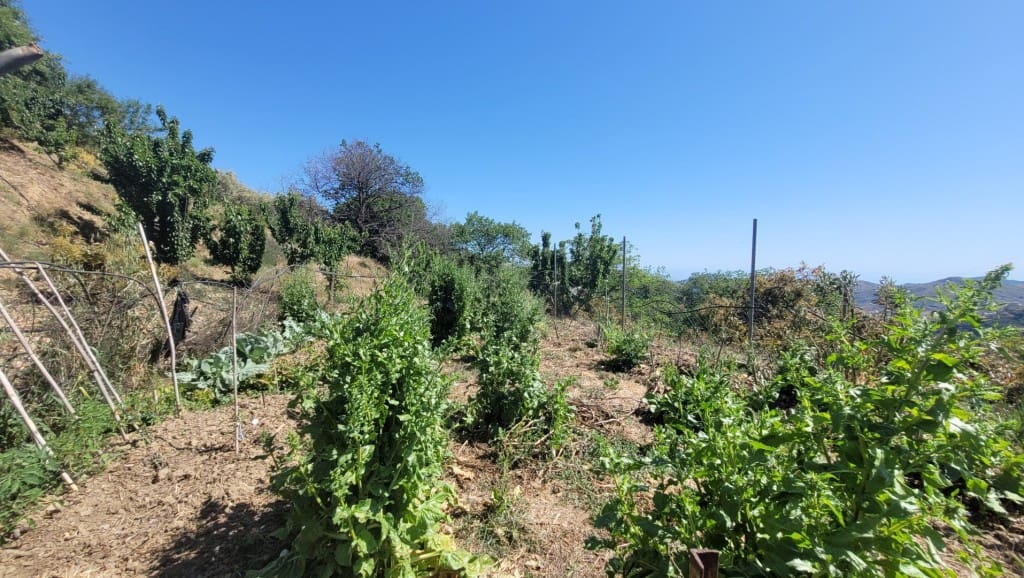 3 soveværelse Finca/Landehus til salg i Canillas de Albaida - € 286.000 (Ref: 9017277)