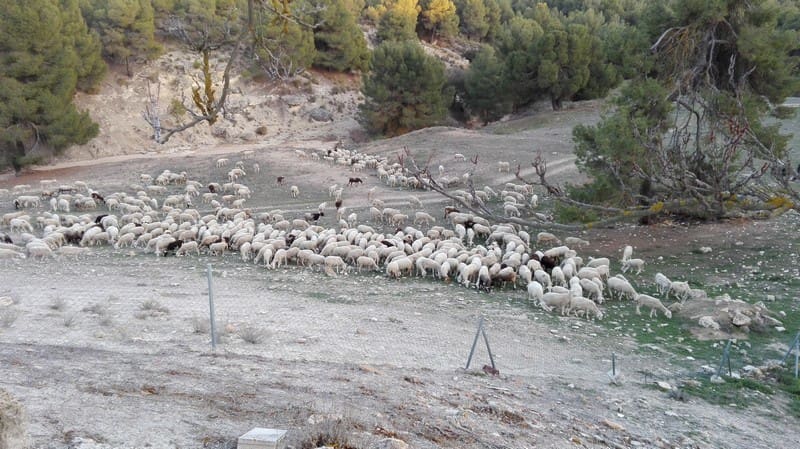 8 soverom Finca/Herregård til salgs i Benamaurel - € 270 000 (Ref: 5643073)