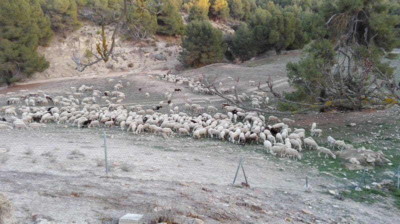 8 makuuhuone Kaupallinen myytävänä paikassa Benamaurel - 270 000 € (Ref: 5643073)