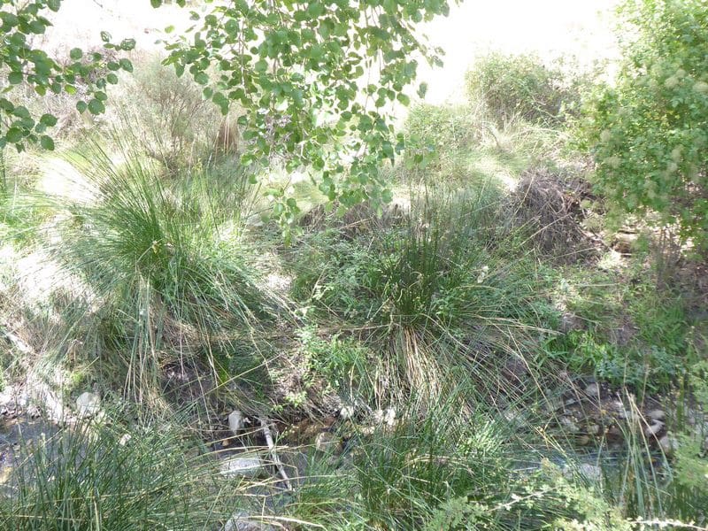 6 soveværelse Finca/Landehus til salg i Gor - € 144.000 (Ref: 7863219)