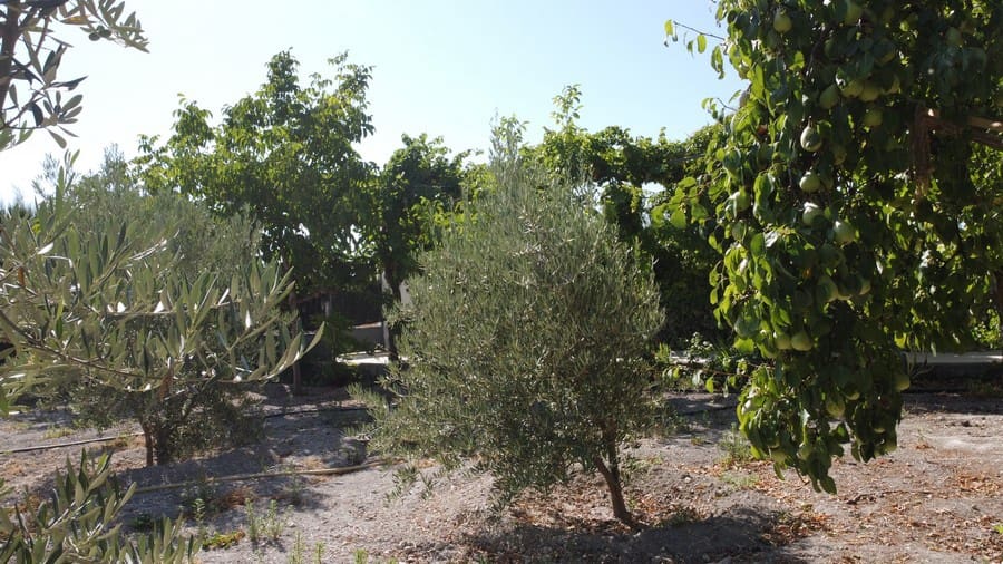 6 soverom Finca/Herregård til salgs i Baza med svømmebasseng - € 233 000 (Ref: 8441292)