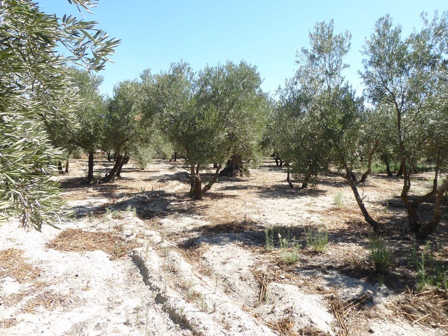 3 soveværelse Finca/Landehus til salg i Baza - € 128.000 (Ref: 8571172)