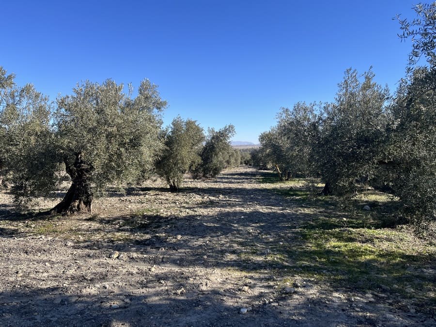 5 bedroom Finca/Country House for sale in Baza with pool - € 159,000 (Ref: 8758562)