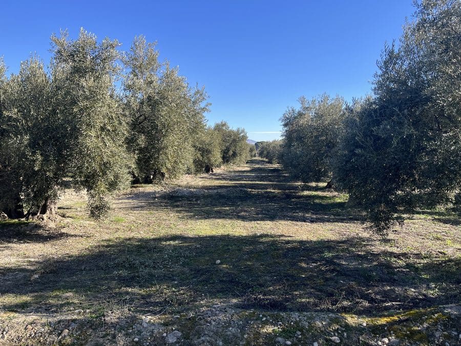 5 chambre Finca/Maison de Campagne à vendre à Baza - 159 000 € (Ref: 8758562)