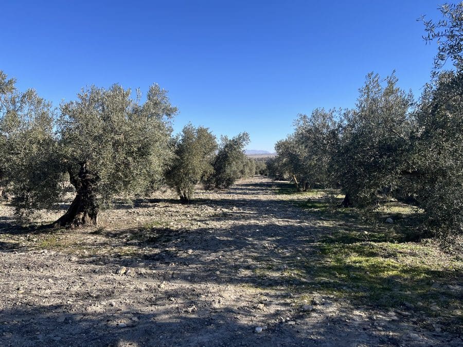 5 chambre Finca/Maison de Campagne à vendre à Baza - 159 000 € (Ref: 8758562)