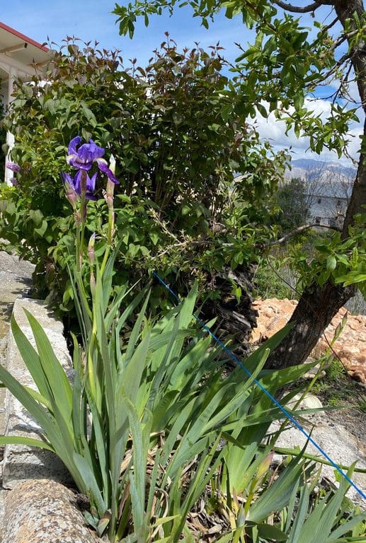 3 slaapkamer Grotwoning te koop in Almontaras - € 54.000 (Ref: 8993267)