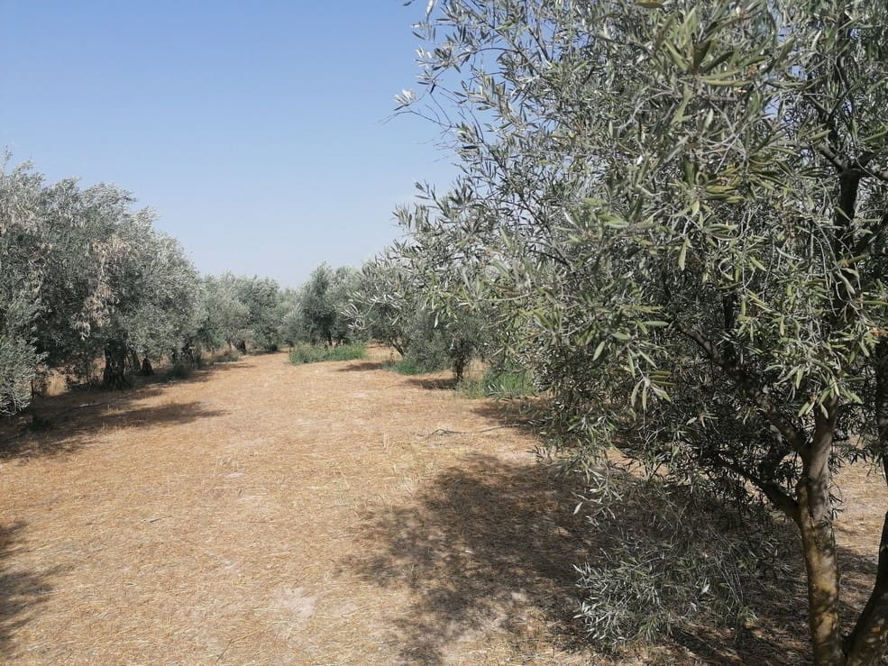 3 slaapkamer Finca/Landhuis te koop in Baza - € 159.000 (Ref: 9235126)