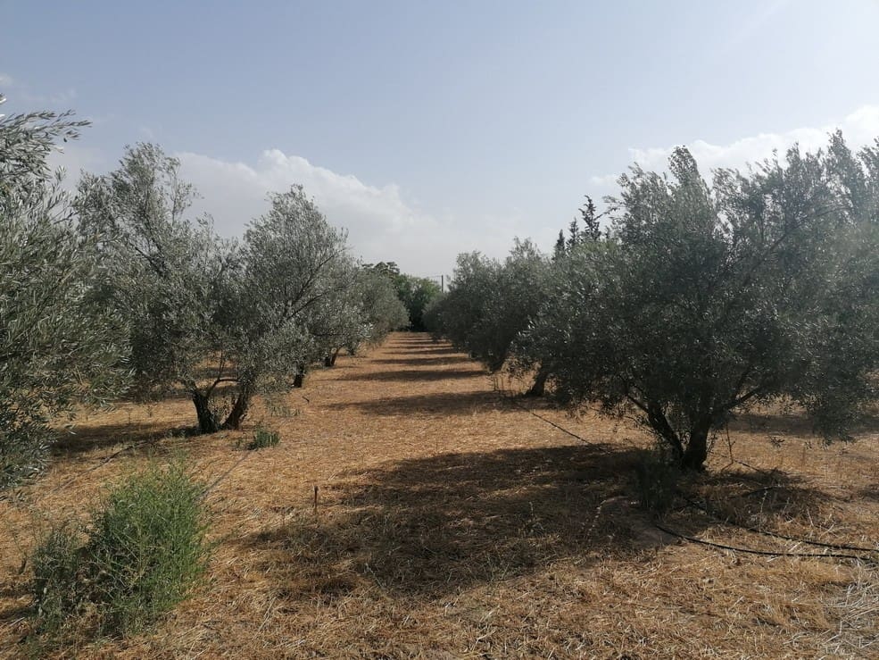 3 slaapkamer Finca/Landhuis te koop in Baza - € 159.000 (Ref: 9235126)