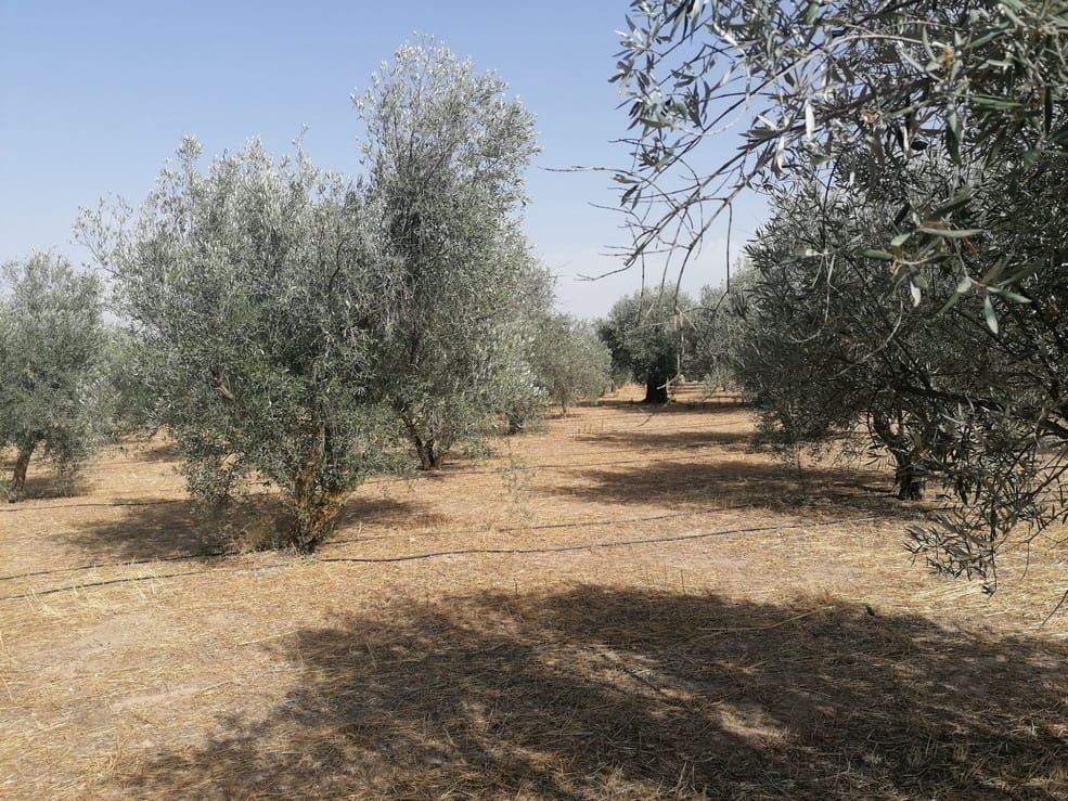 3 slaapkamer Finca/Landhuis te koop in Baza - € 159.000 (Ref: 9235126)