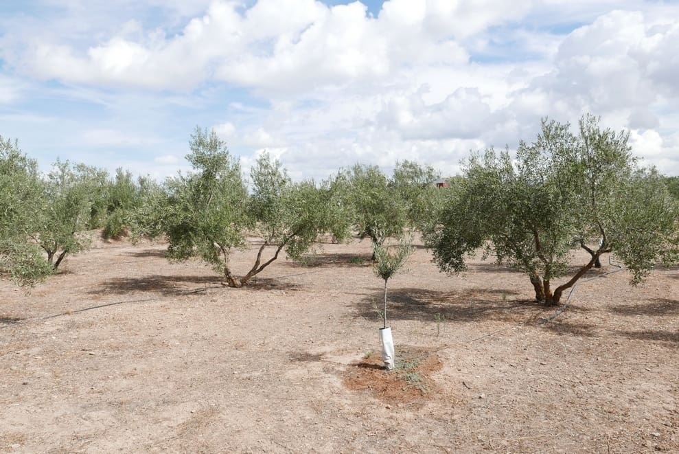 1 sovrum Finca/Hus på landet till salu i Baza - 69 999 € (Ref: 9275185)