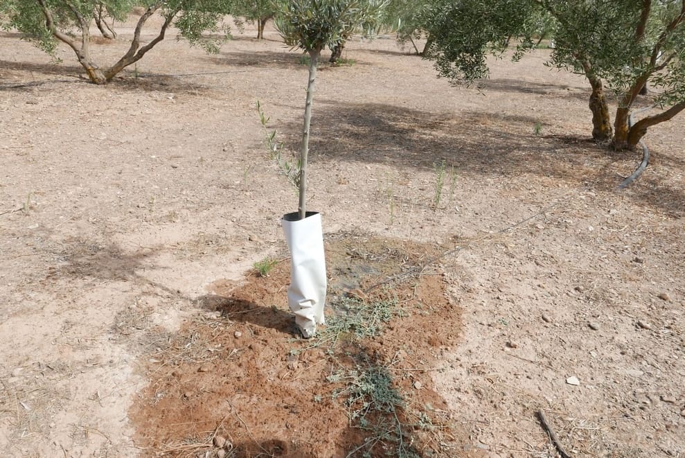 1 sovrum Finca/Hus på landet till salu i Baza - 69 999 € (Ref: 9275185)