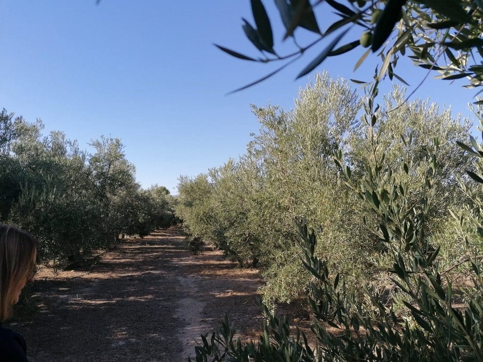 1 camera da letto Finca/Casa di Campagna in vendita in Baza - 169.800 € (Rif: 9789645)