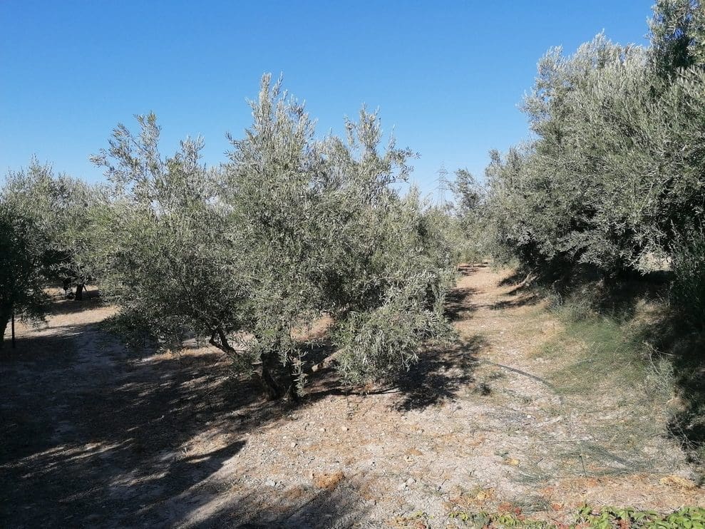 1 camera da letto Finca/Casa di Campagna in vendita in Baza - 169.800 € (Rif: 9789645)