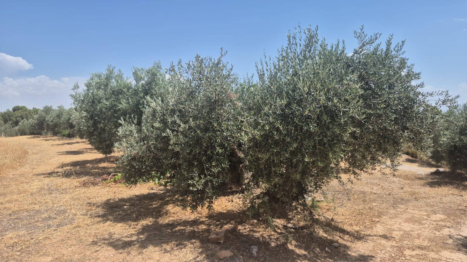 2 quarto Quinta/Casa Rural para venda em Pozo Alcon - 140 000 € (Ref: 9803750)