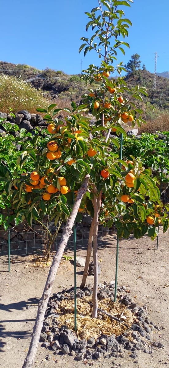 2 soverom Finca/Herregård til salgs i Guia de Isora med garasje - € 650 000 (Ref: 8953551)