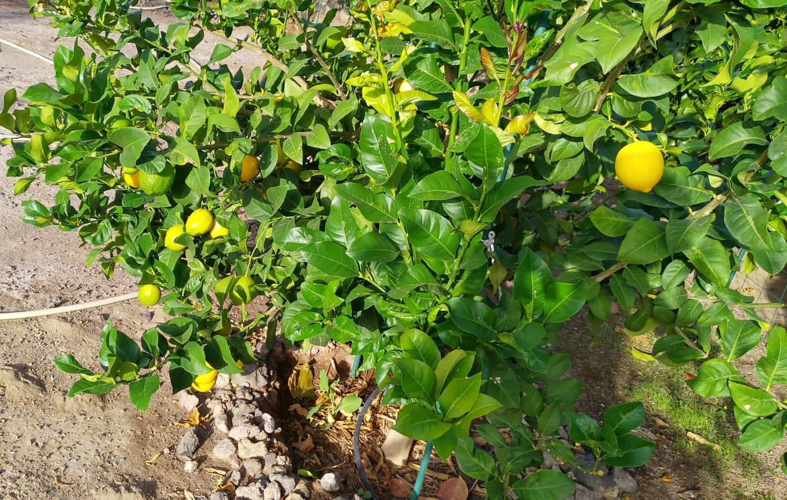 2 soverom Finca/Herregård til salgs i Guia de Isora med garasje - € 650 000 (Ref: 8953551)