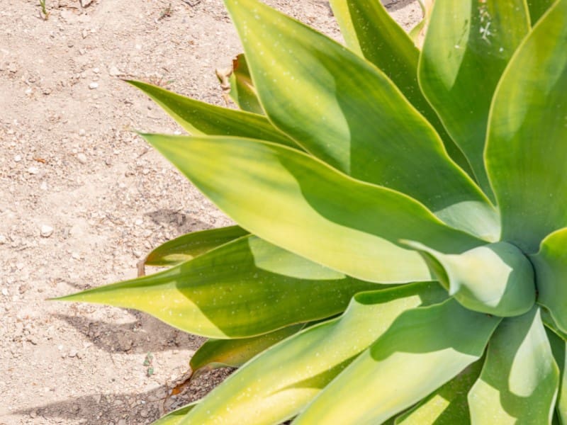 11 soveværelse Hotel til salg i San Vicente / Sant Vicent del Raspeig - € 1.500.000 (Ref: 9204839)