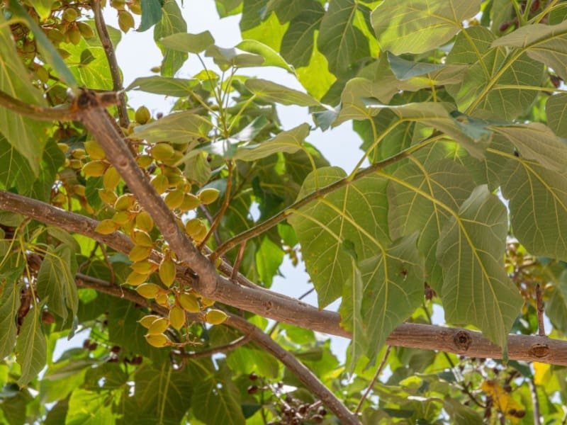 11 soveværelse Hotel til salg i San Vicente / Sant Vicent del Raspeig - € 1.500.000 (Ref: 9204839)