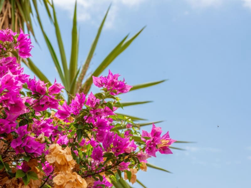 11 soveværelse Hotel til salg i San Vicente / Sant Vicent del Raspeig - € 1.500.000 (Ref: 9204839)