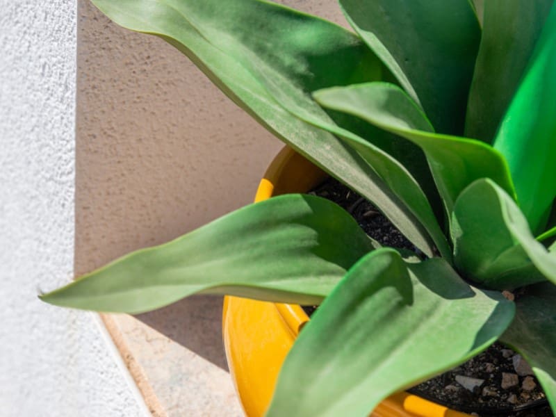 5 bedroom Villa for sale in San Juan de Alicante / Sant Joan d'Alacant with pool - € 745,000 (Ref: 9308565)