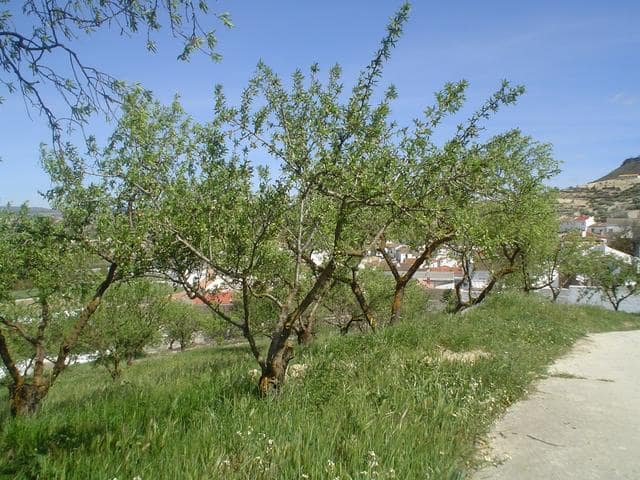 Undeveloped Land for sale in Fornes - € 33,000 (Ref: 10009964)