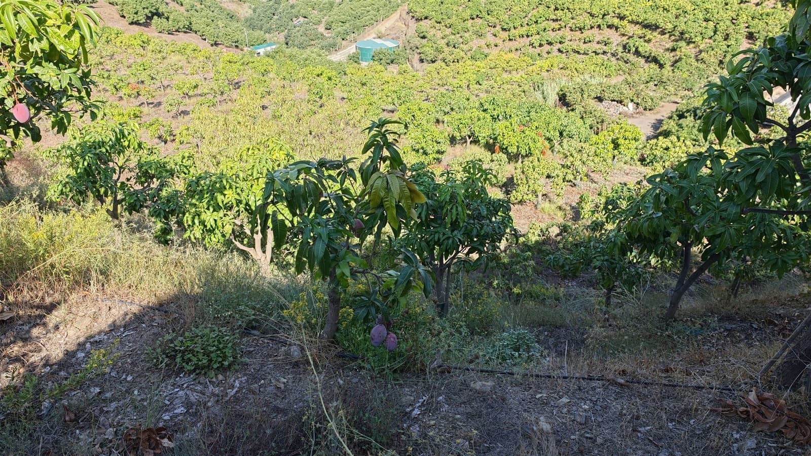 Finca/Landehus til salg i Velez-Malaga - € 395.000 (Ref: 10182149)