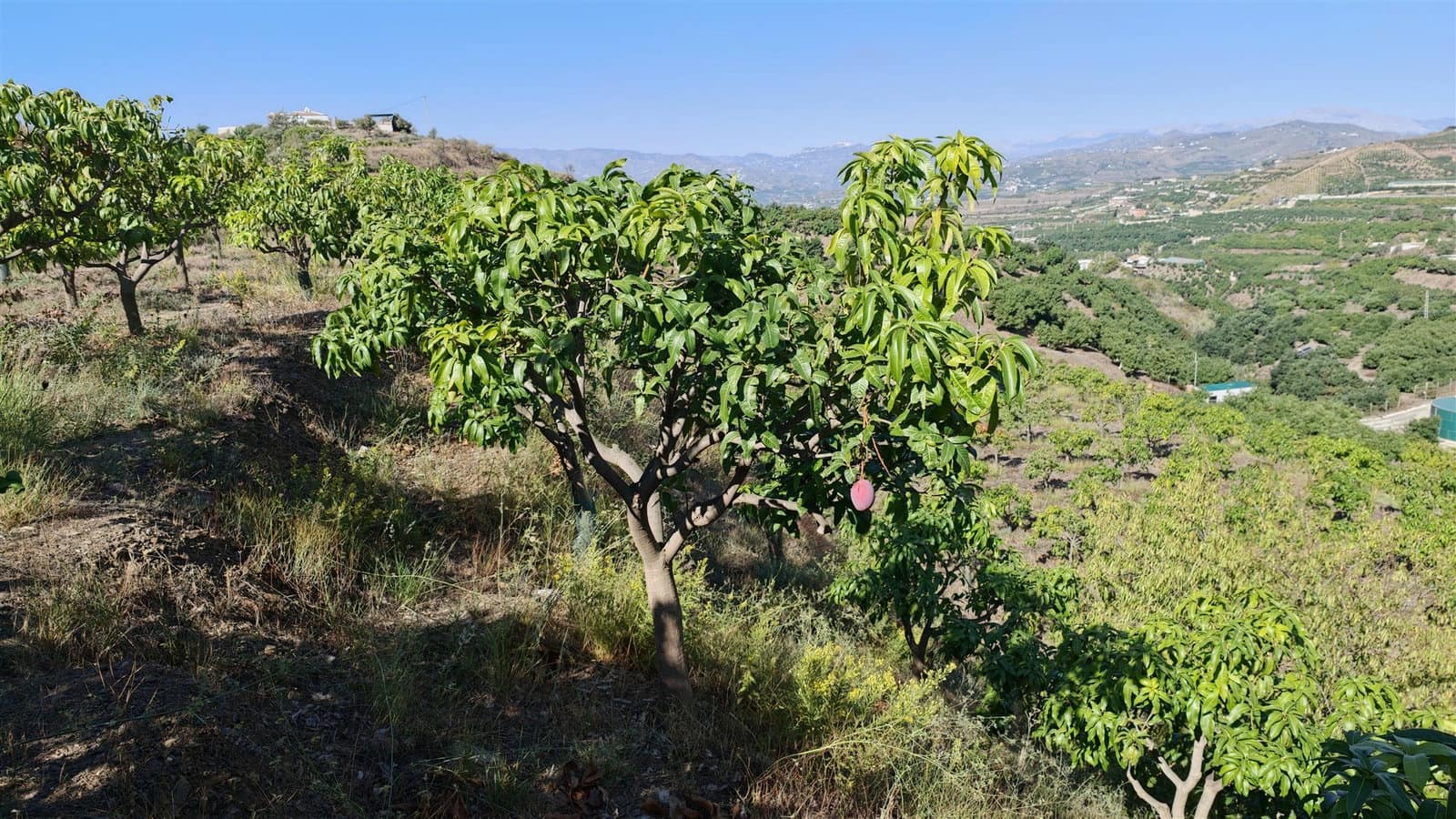 Finca/Landehus til salg i Velez-Malaga - € 395.000 (Ref: 10182149)