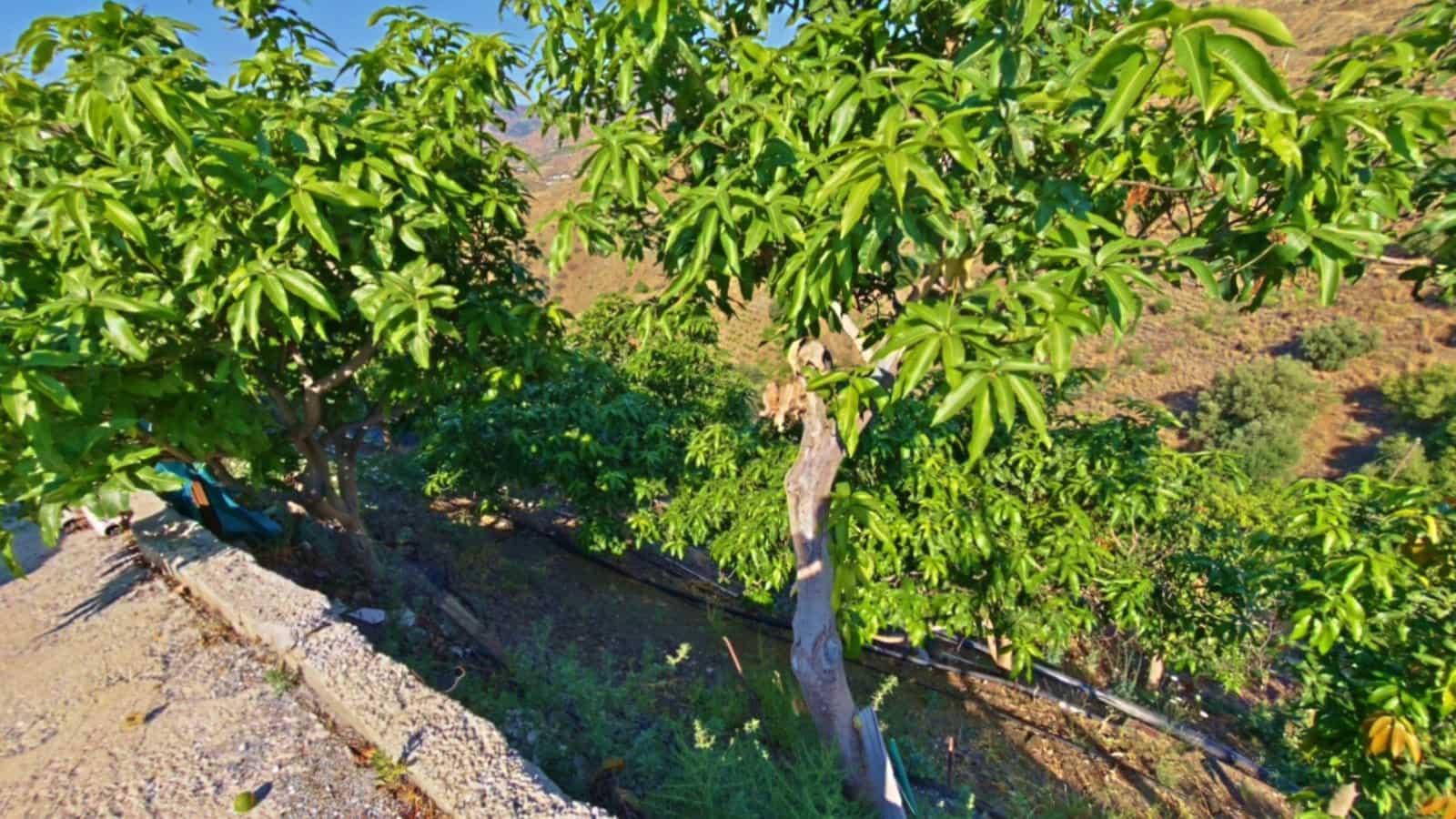 5 soveværelse Finca/Landehus til salg i Almachar med swimmingpool garage - € 340.000 (Ref: 10182349)