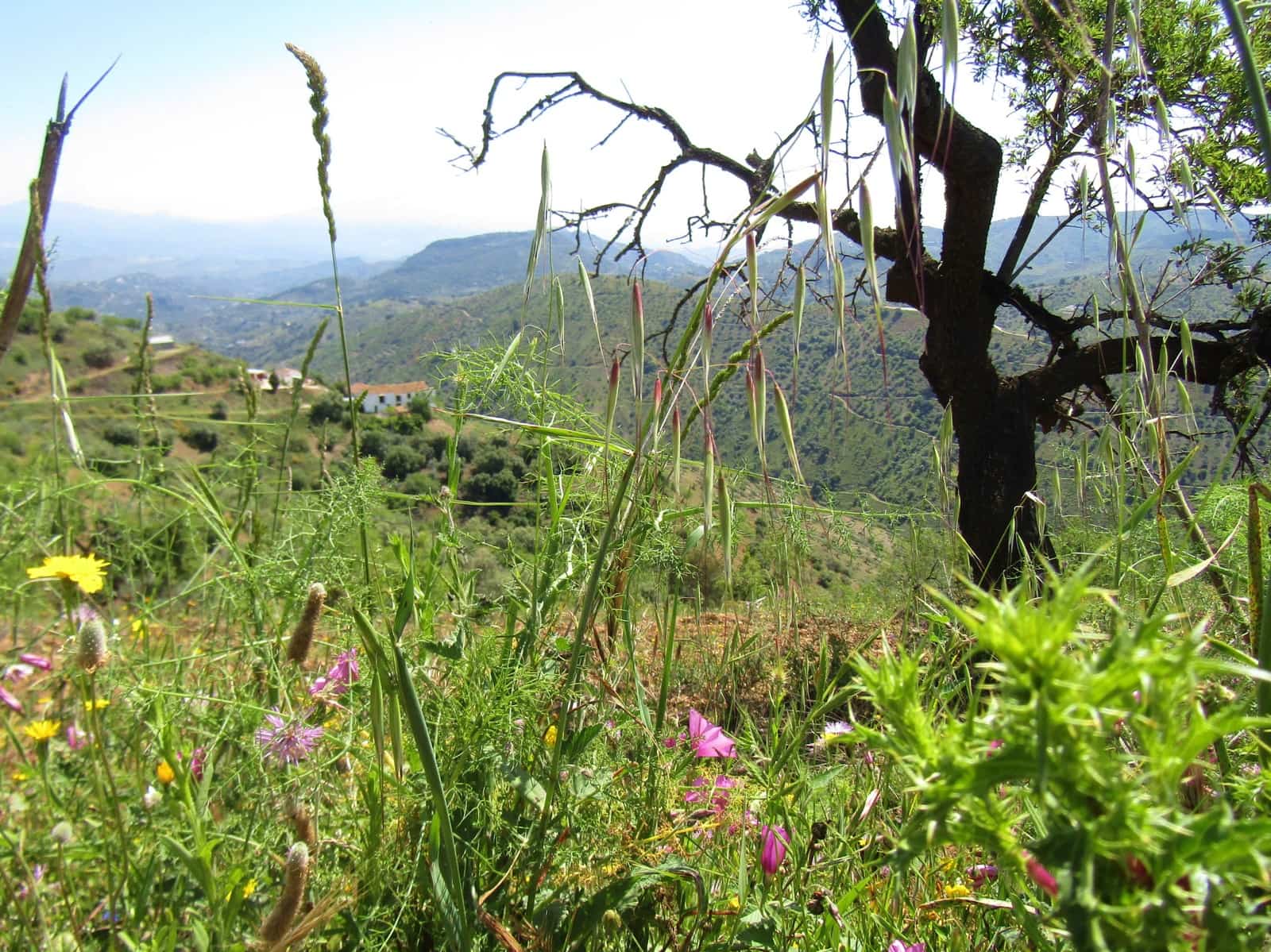 5 soveværelse Finca/Landehus til salg i Colmenar med garage - € 285.000 (Ref: 6084757)