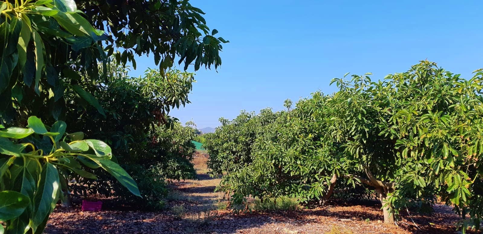 3 camera da letto Finca/Casa di Campagna in vendita in Benamocarra - 389.000 € (Rif: 6406775)