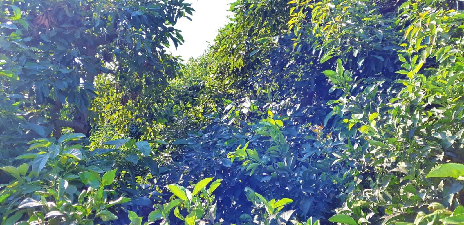 3 camera da letto Finca/Casa di Campagna in vendita in Benamocarra - 389.000 € (Rif: 6406775)