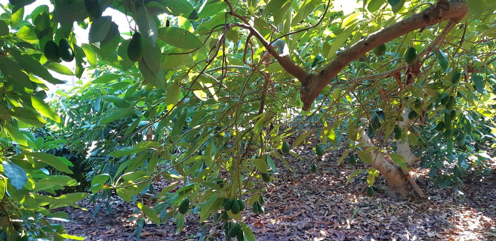 3 camera da letto Finca/Casa di Campagna in vendita in Benamocarra - 389.000 € (Rif: 6406775)