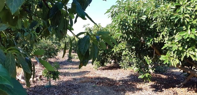 3 camera da letto Finca/Casa di Campagna in vendita in Benamocarra - 389.000 € (Rif: 6406775)