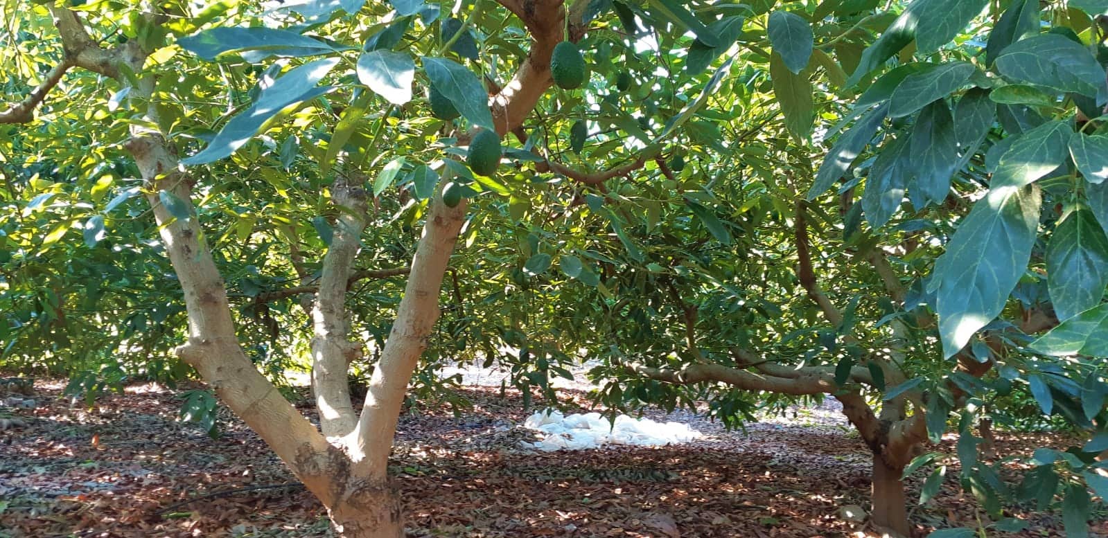 3 camera da letto Finca/Casa di Campagna in vendita in Benamocarra - 389.000 € (Rif: 6406775)