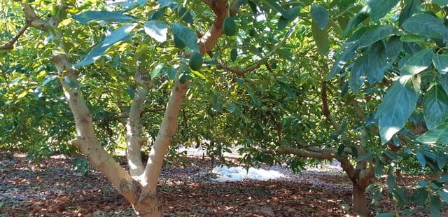 3 camera da letto Finca/Casa di Campagna in vendita in Benamocarra - 389.000 € (Rif: 6406775)