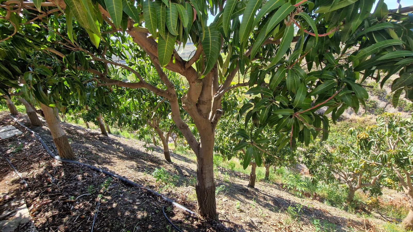 5 camera da letto Finca/Casa di Campagna in vendita in Trapiche con piscina garage - 695.000 € (Rif: 8372323)