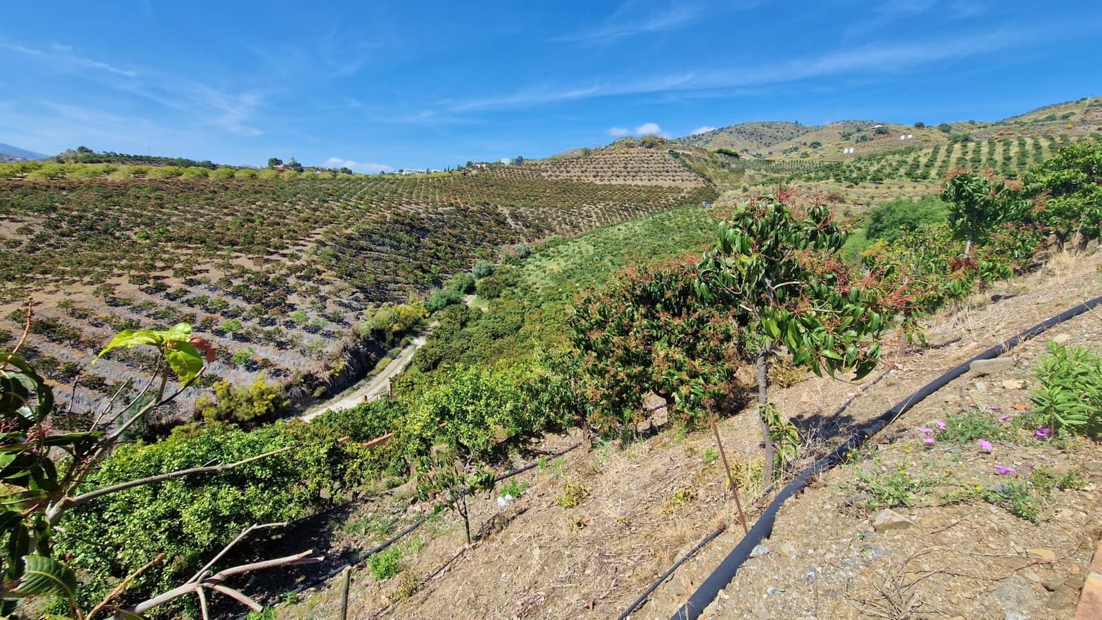 5 camera da letto Finca/Casa di Campagna in vendita in Trapiche con piscina garage - 695.000 € (Rif: 8372323)