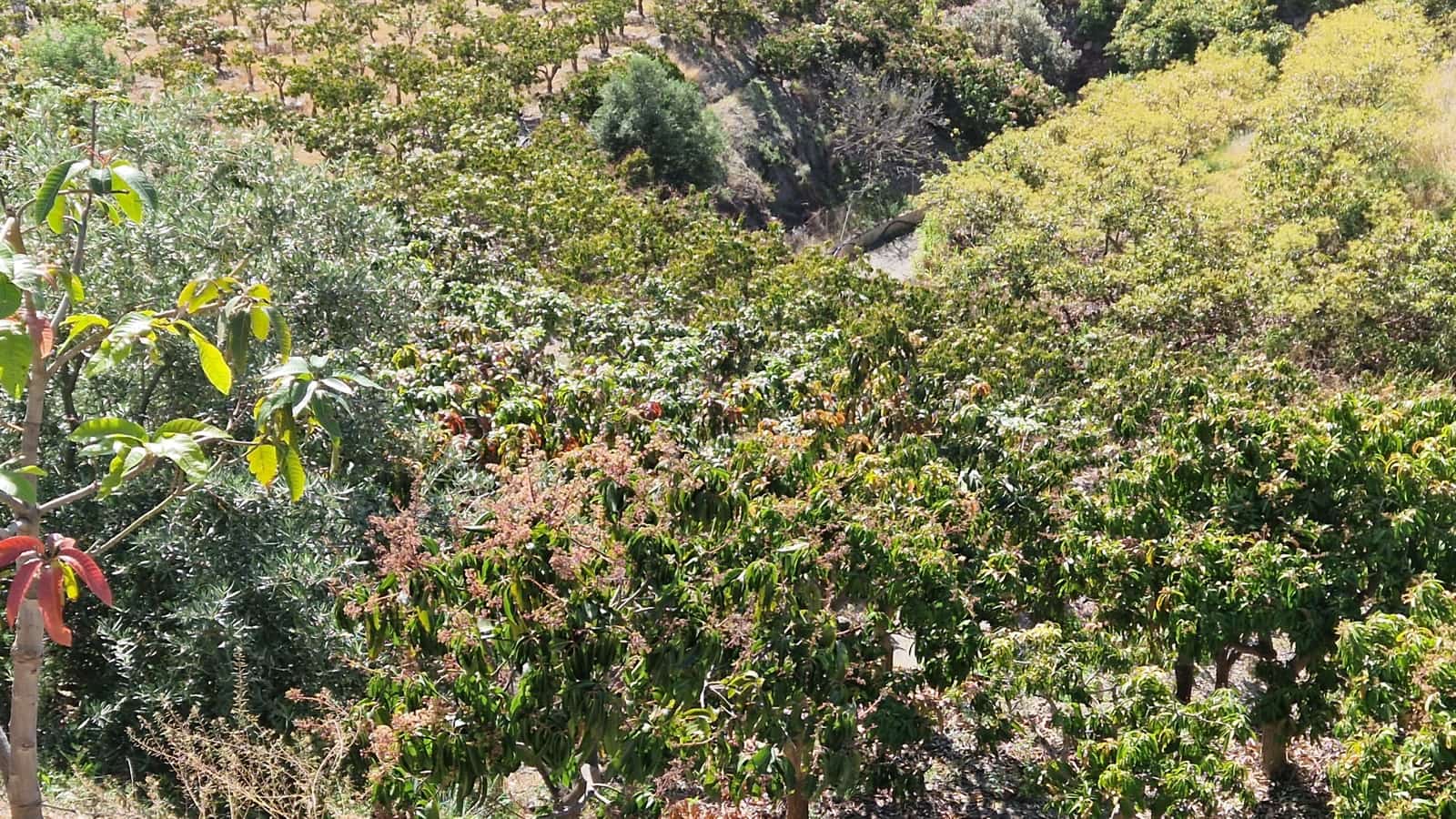 5 camera da letto Finca/Casa di Campagna in vendita in Trapiche con piscina garage - 695.000 € (Rif: 8372323)