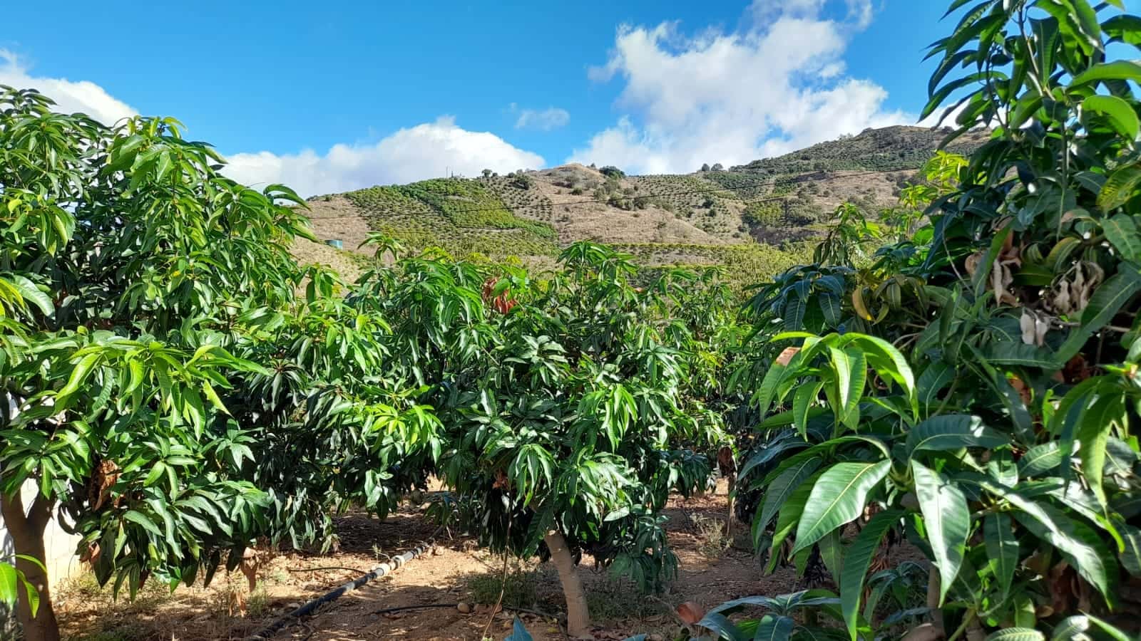 Grunde uden byggetilladelser til salg i Benamargosa - € 65.000 (Ref: 8568922)